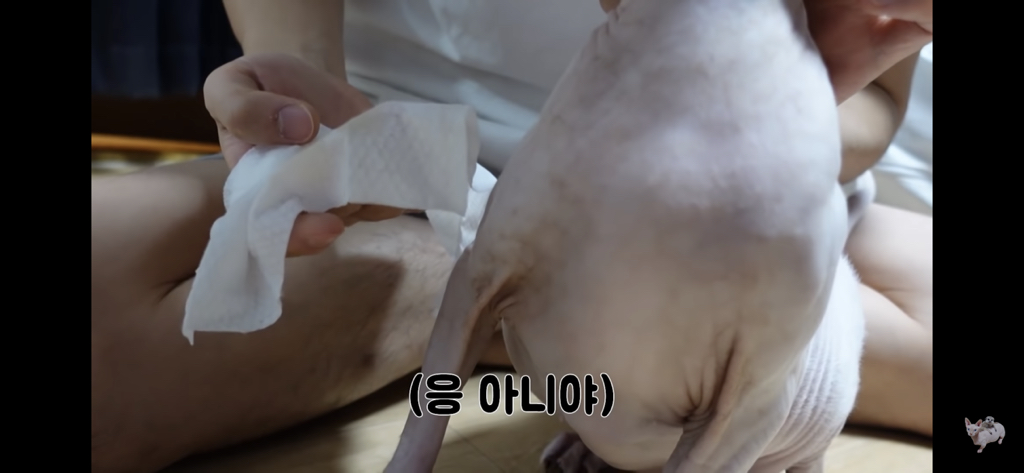 털이 없는 스핑크스는 키우기 편할까? (위생주의) | 인스티즈