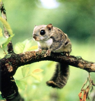 거미가 만약에 이렇게 생겼으면 집에 들일 수 있다?없다? | 인스티즈