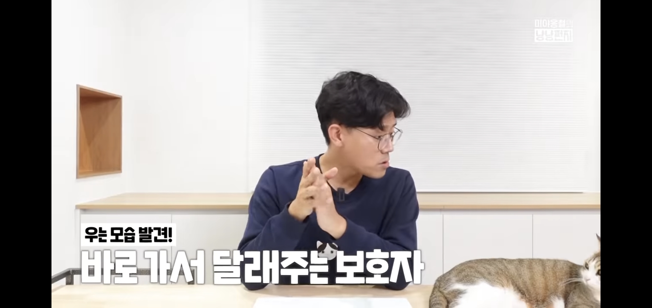 고양이 분리불안을 만드는 집사의 5가지 행동.jpg | 인스티즈