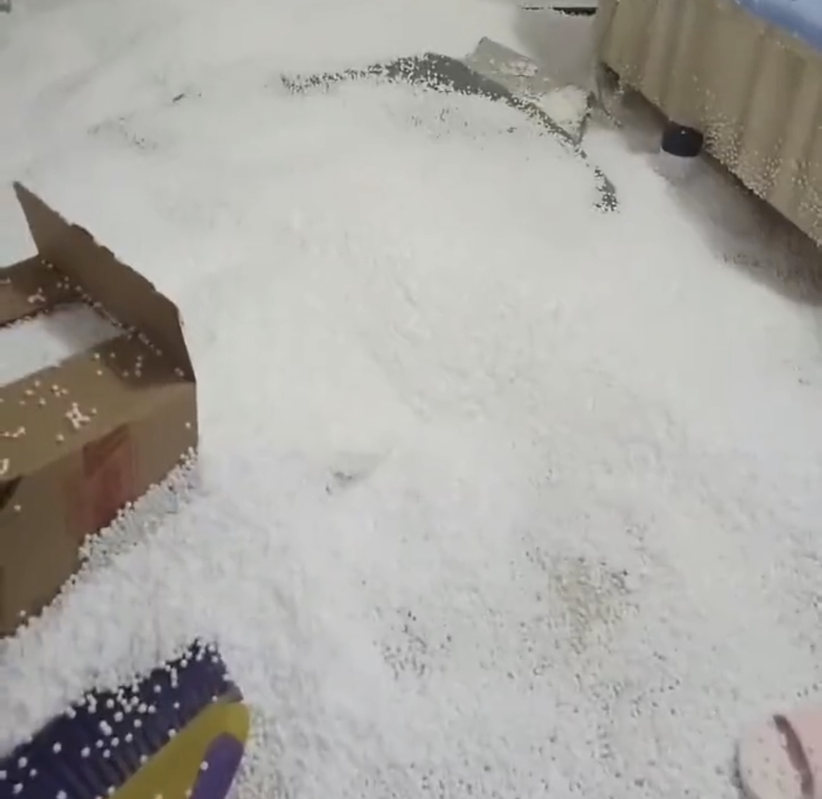 집에 돌아왔더니 아기 고양이들이 신나있다 | 인스티즈