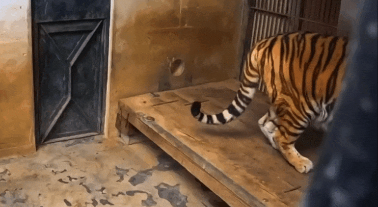 호랑이 내성 발톱 치료를 위해 목숨까지 거는 수의사 | 인스티즈