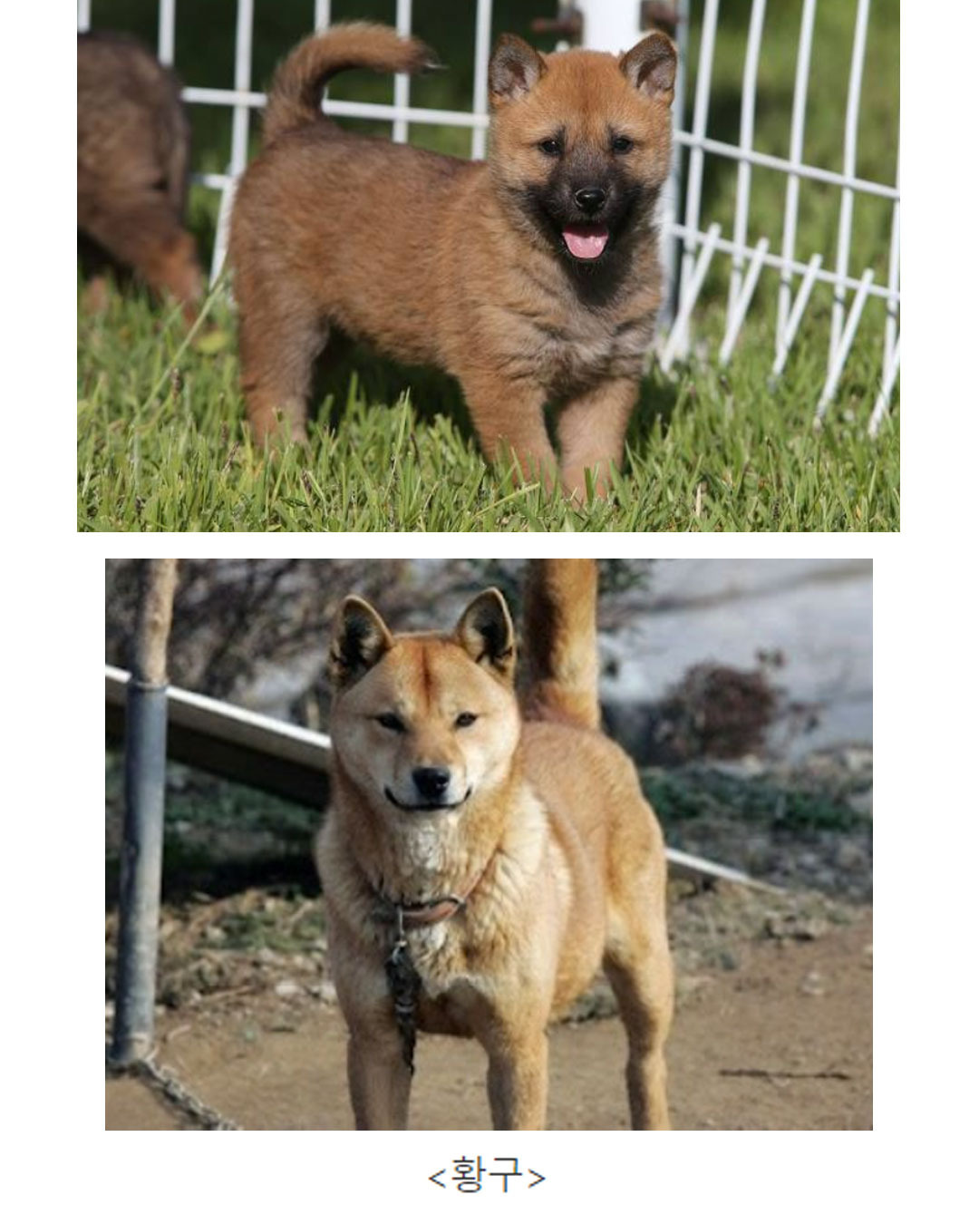 진돗개 모색별 애기일 때 생김새 | 인스티즈