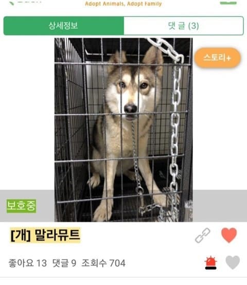 유기견 입양 전후 | 인스티즈