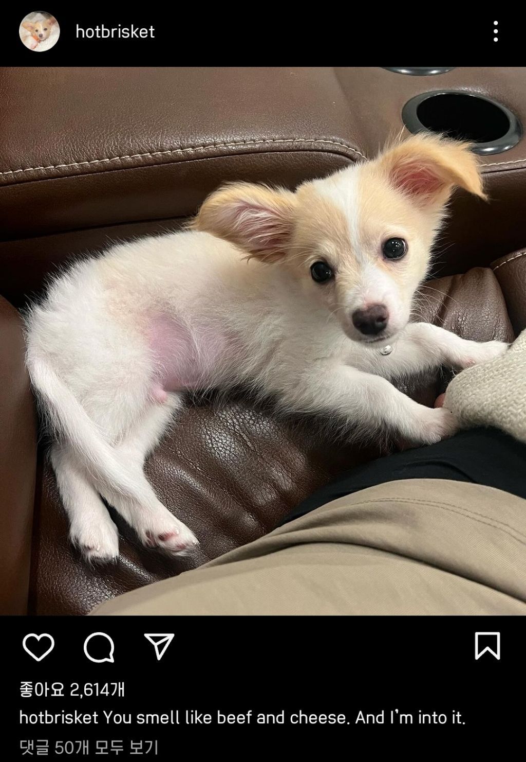 동물 구호 단체에서 유기견 입양한 행맨 | 인스티즈