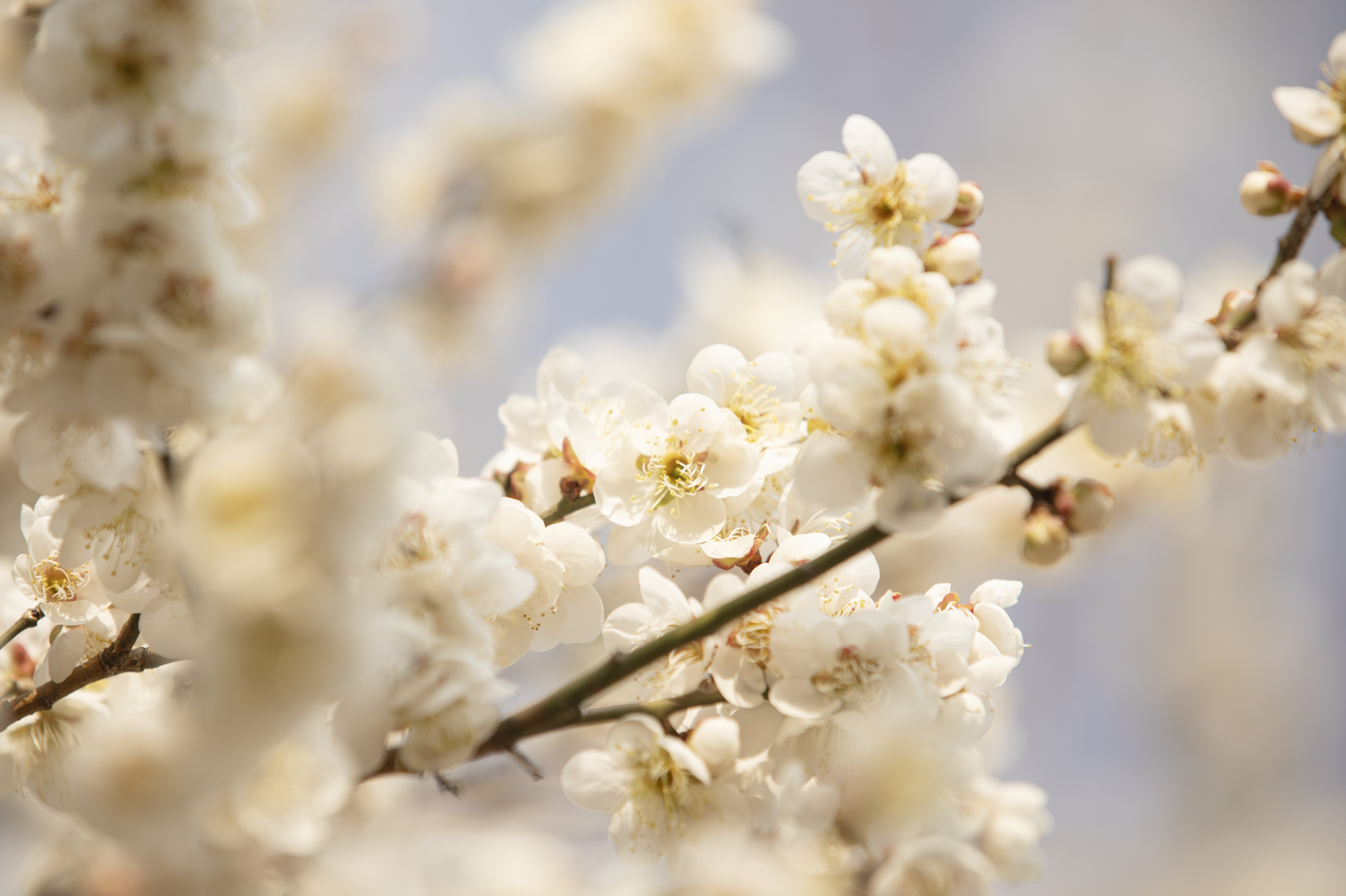 국립산림과학원에서 올려준 배경화면용 매화 사진.jpg | 인스티즈