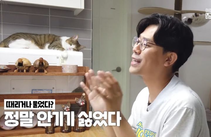 고양이 벽짚 챌린지는 진짜 지능과 관련 있을까? | 인스티즈