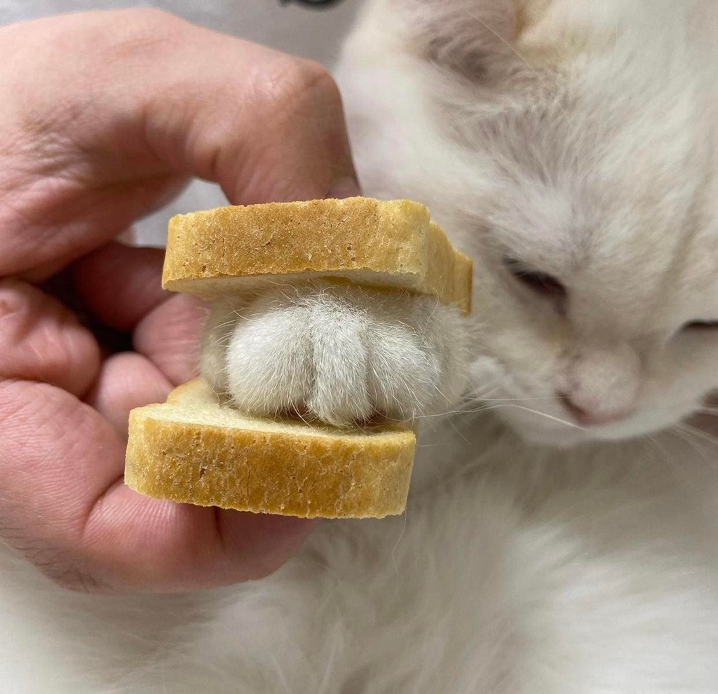 고양이는 혼란스럽다 | 인스티즈