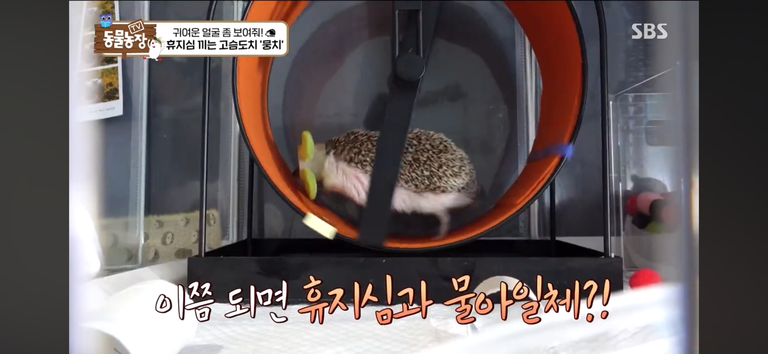 따봉고슴도치 휴지심 좋아도치 | 인스티즈