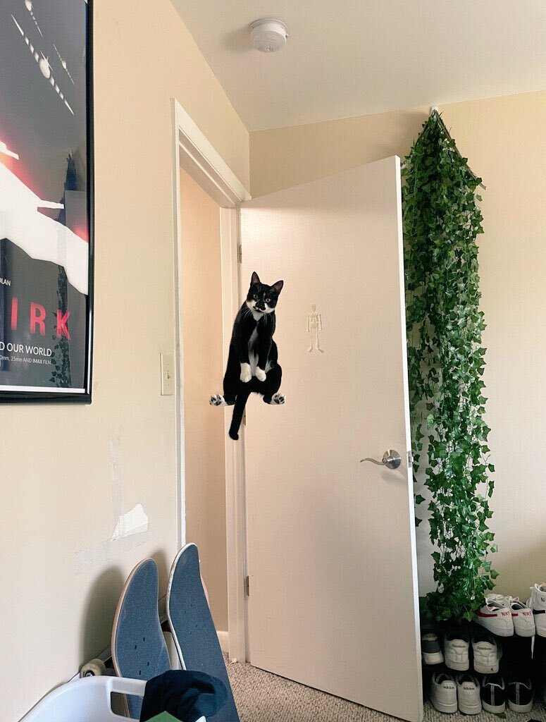 고양이는 혼란스럽다 | 인스티즈