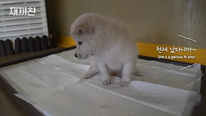 개농장에서 구출됐던 강아지 꽃님이의 버르장머리 없어진 최근 모습 | 인스티즈