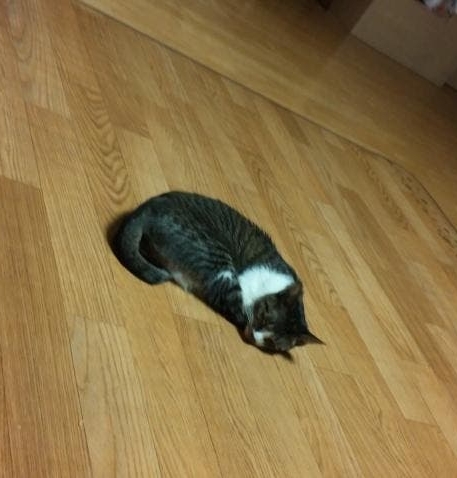 자다가 방구 꼈는데 그 후로 고양이가 저랑 같이 안자요(+후기) | 인스티즈