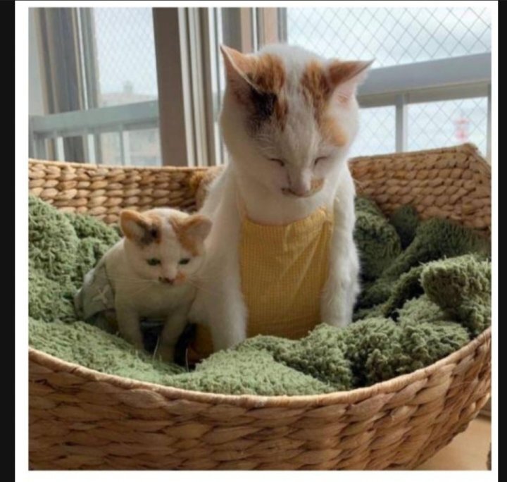 이 정도면 세쌍둥이 아니냐구 | 인스티즈