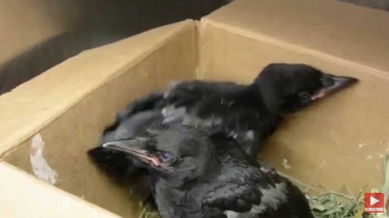 자신을 치료하고 먹이를 준 남자에게 보답한 까마귀 | 인스티즈