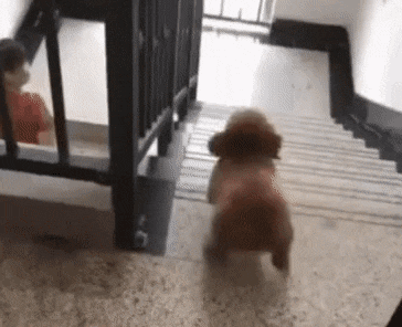 강아지 키우는 사람들이 행복해하는 이유중 하나.gif | 인스티즈