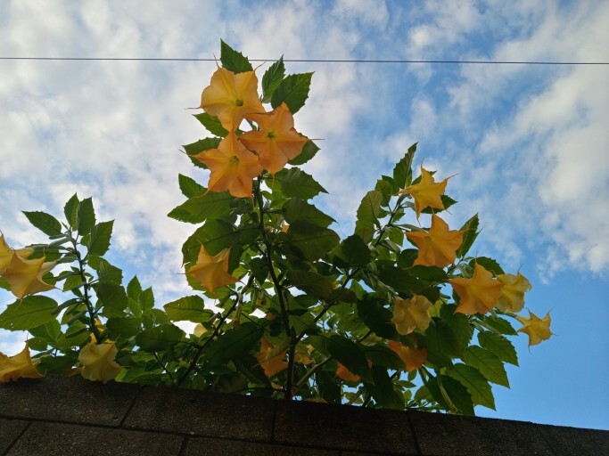 특이하게 바닥을 향해 피는 꽃.jpg | 인스티즈