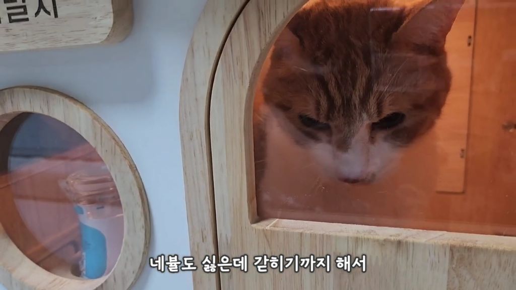 22똥괭이네) 화나서 세모눈된 고양이 😾 | 인스티즈