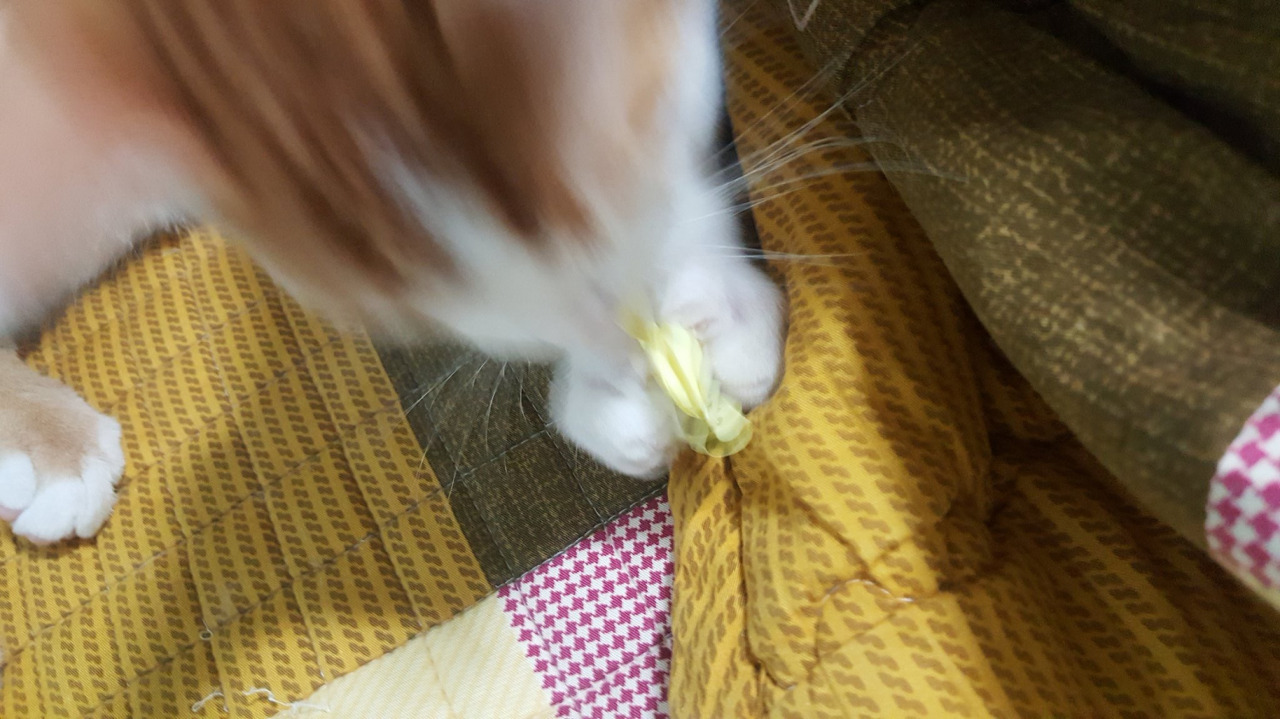 언니네 돼지 되게 고양이같다 | 인스티즈