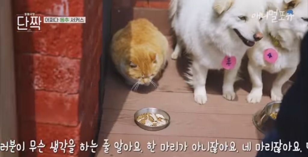 겁나 재밌게 사는 할아버지와 냥댕이들ㅋㅋㅋ.gif | 인스티즈