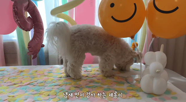 생일이 뭔진 모르겠지만 아무튼 신난 재롱이 | 인스티즈