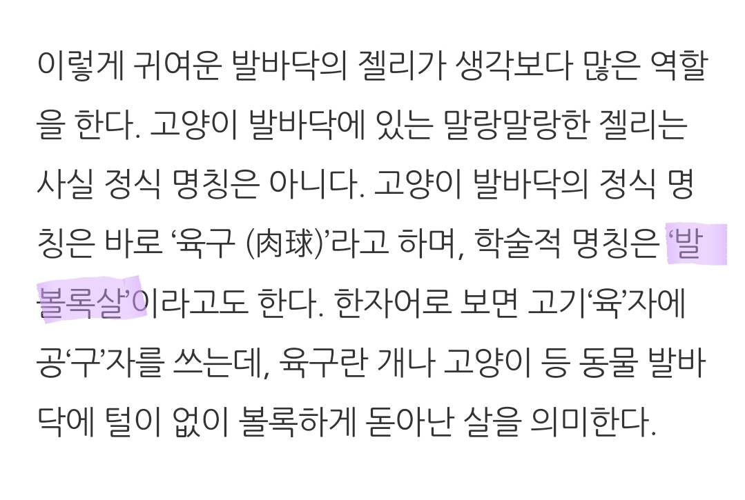 고양이 젤리의 정식 명칭 | 인스티즈