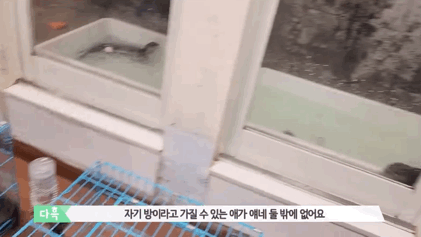 지옥이 다름없는 충격적인 일본 수달 카페.. | 인스티즈