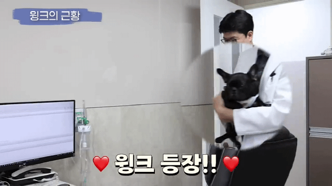 교통사고난 유기견 입양한 설채현 수의사 그리고 윙크 근황😉 | 인스티즈