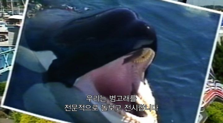 어느날 소방서에 고래가 조련사를 잡아 먹었다는 신고가 들어왔다 .jpg (스압주의) | 인스티즈