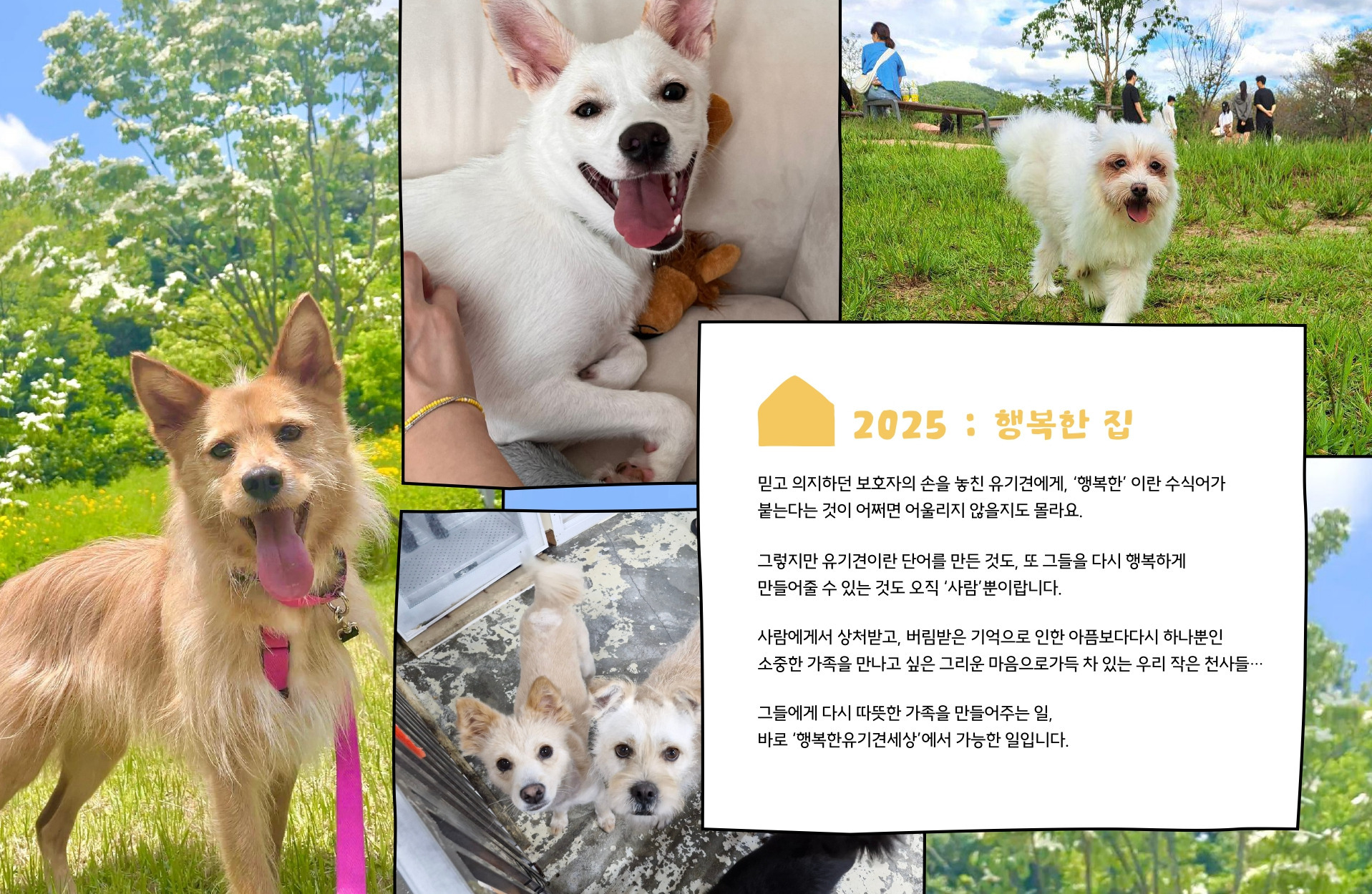 2025년도 행유세(행복한유기견세상) 유기견 돕는 캘린더 출시 | 인스티즈