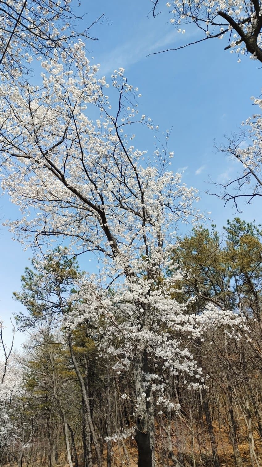 실시간 경주 벚꽃 | 인스티즈