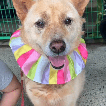 (유기견 임시보호/입양) 주인이 있었을 적 배웠던 '앉아' 도 기억하는 똑똑한 아이 도연이 | 인스티즈