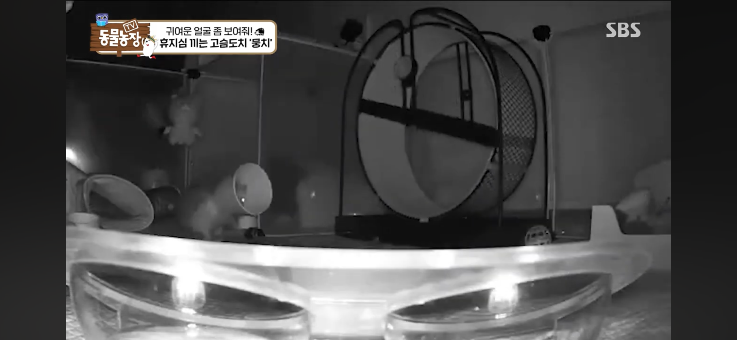 따봉고슴도치 휴지심 좋아도치 | 인스티즈