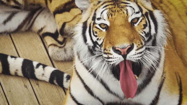 '절멸'의 '한국 호랑이'. 🐅 그 100년간의 이야기. -마지막- | 인스티즈