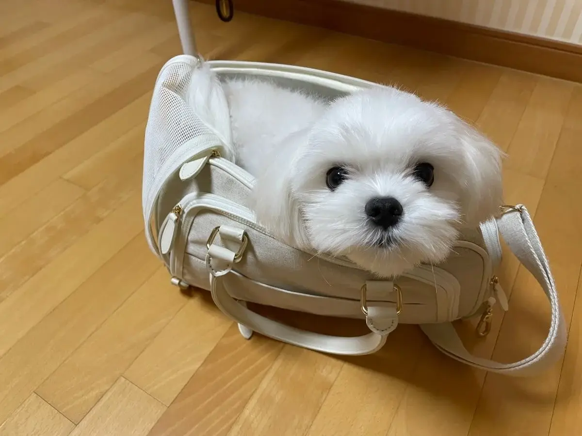 강아지 이동 가방 광고 받았는데 대참사.twt | 인스티즈