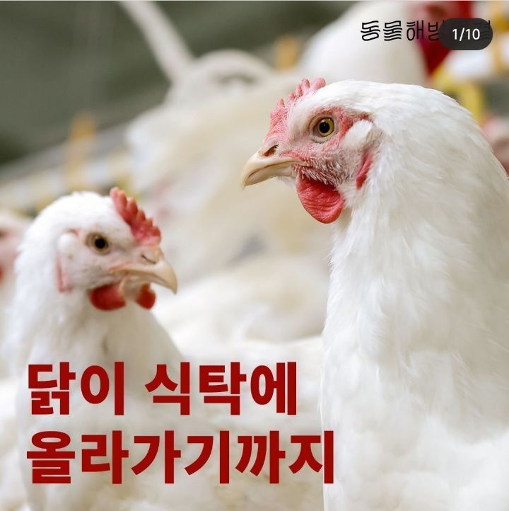 병아리 부리 불로 지지는 이유 | 인스티즈