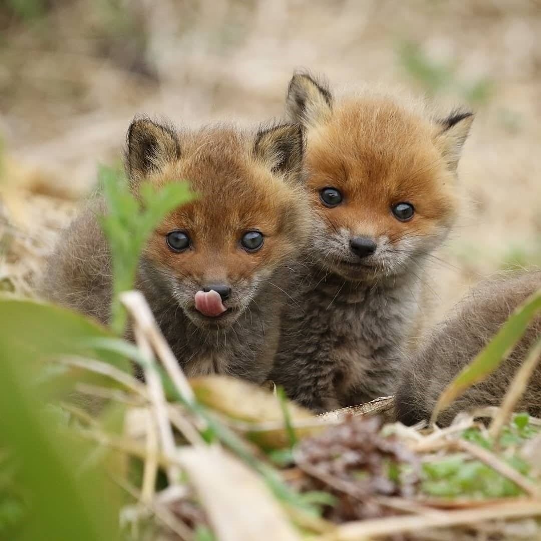 아기 여우들.jpg | 인스티즈