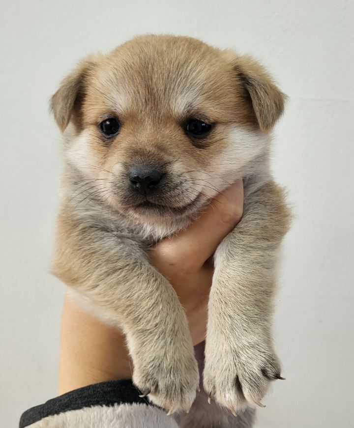 (공지라니... ++추가)새로생긴 회사 복지.. 미쳐서 도저히 일을 못하겠네.. (추가....)++추가 | 인스티즈