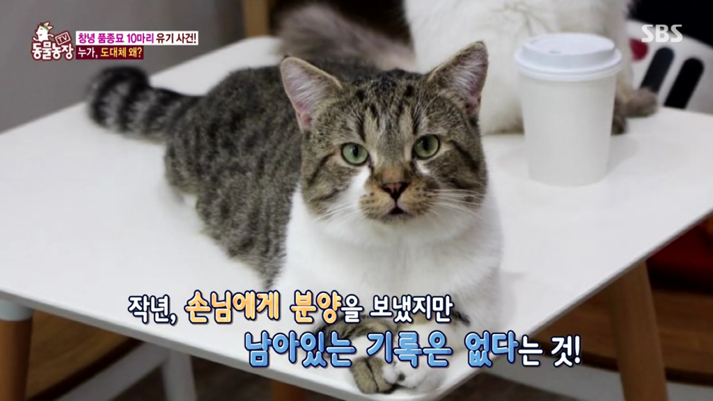동물농장 오늘자 창녕 품종묘 10마리 유기사건 전말 - 악플달면 쩌리쩌려버려 - ＊여성시대＊ 차분한 20대들의 알흠다운 공간 동물농장 오늘자... 