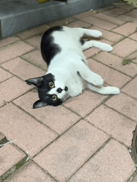 [입양홍보] 혹r률 ✮100➠✥✹프로 7H냥ㅇ1 홗➦정♘ ➜✾ 뽑ㄱ1¿불필요♟ | 인스티즈