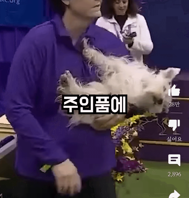 강아지 어질리티 대회 나온 고인물 강쥐ㅋㅋㅋㅋㅋㅋㅋ | 인스티즈