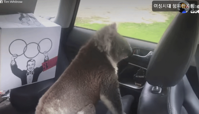 호주에서 더운 여름날에 차문을 열고 있으면 생기는 일.gif | 인스티즈