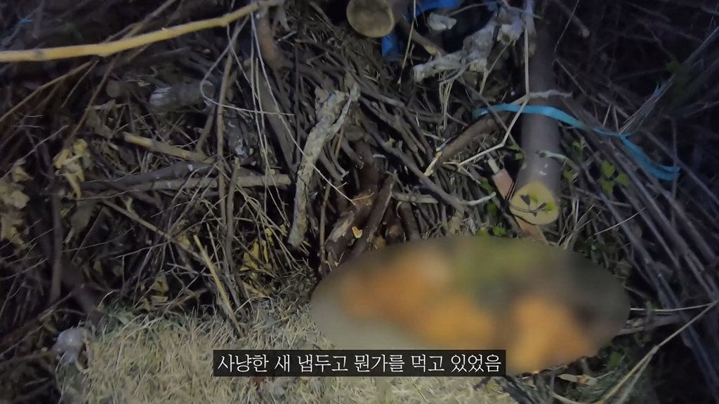 고양이가 자연생태계에 끼치는 심각한 영향(새 사체사진있음) | 인스티즈