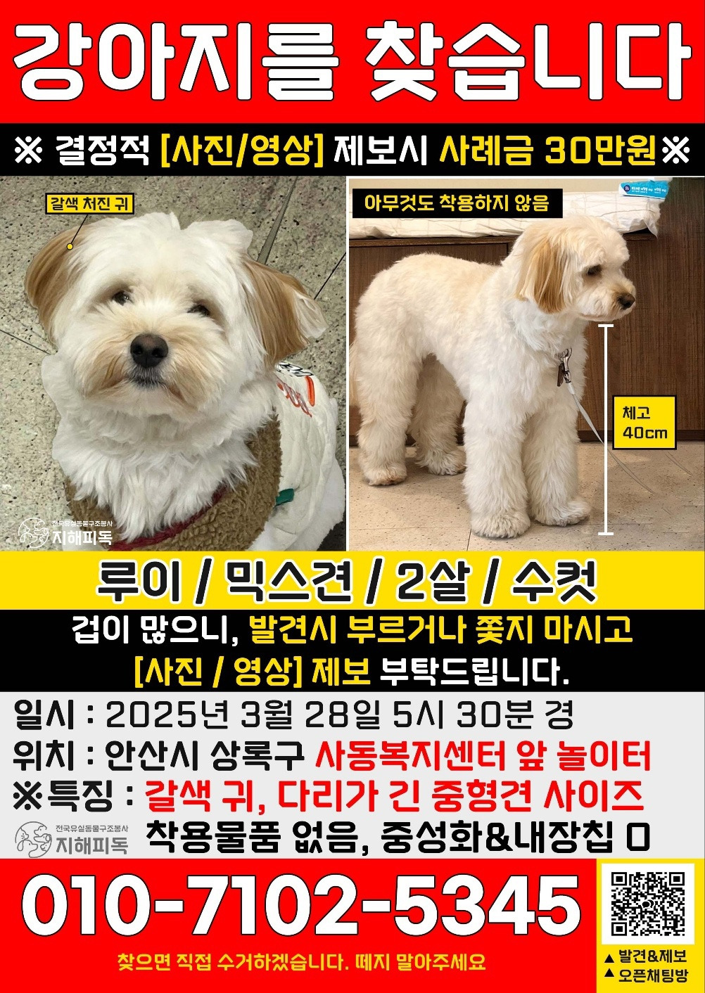 [안산] 에서 잃어버린 강아지 루이를 찾습니다❗️ | 인스티즈