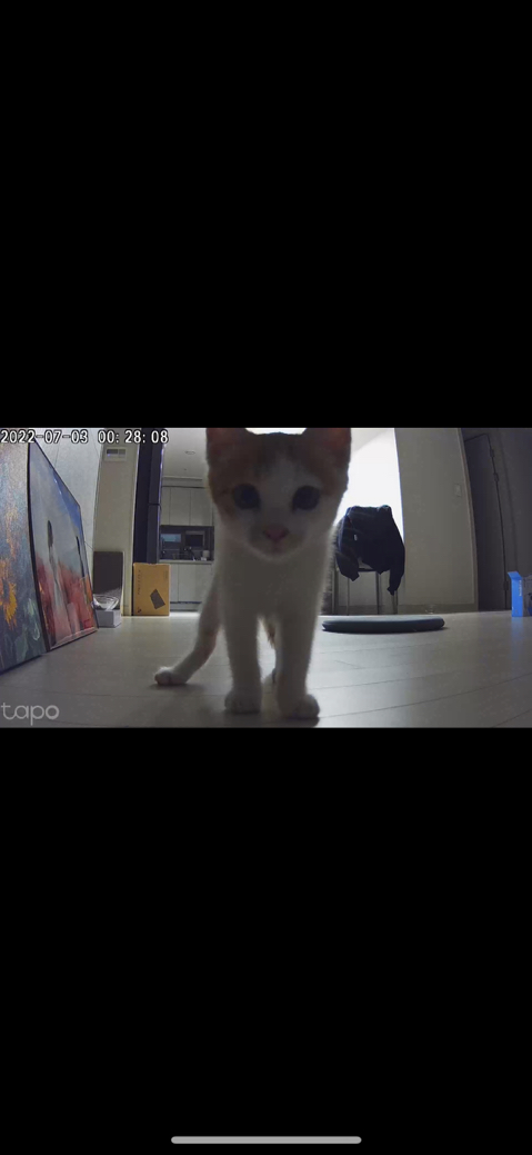 냥줍한지 한달 된 우리 고양이 보고가~!~! | 인스티즈