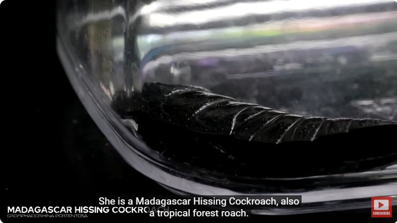 거대한 수조에 열대우림 환경을 조성해놓으면 생기는 일 - 2 | 인스티즈