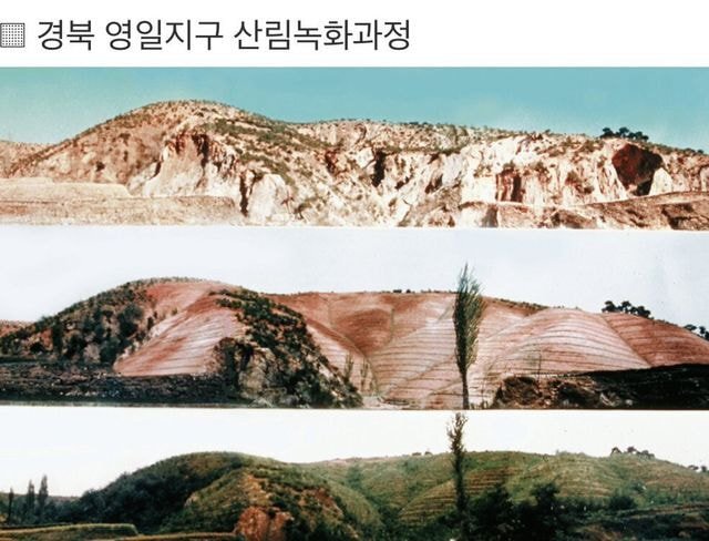 산에나무 이미지