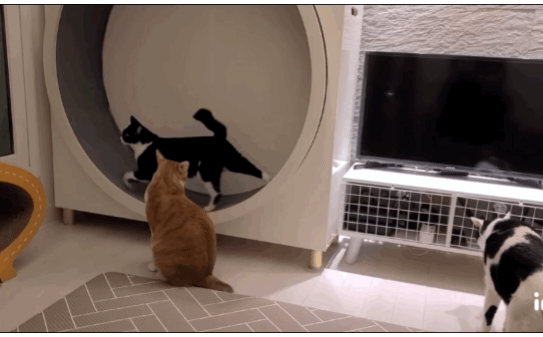 자기 아들 주려고 남의 딸 노는 거 뺏는 엄마;; | 인스티즈