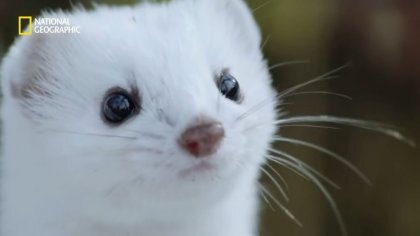 귀여운 외모와 달리 세상에서 제일 성격 나쁘다는 흰담비.jpg | 인스티즈