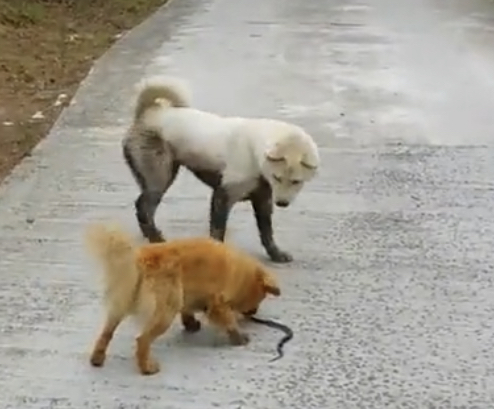 🐶: 이 것이 나의 행복 | 인스티즈