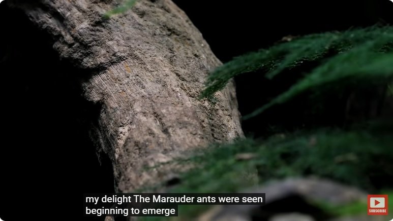 거대한 수조에 열대우림 환경을 조성해놓으면 생기는 일 - 3 | 인스티즈