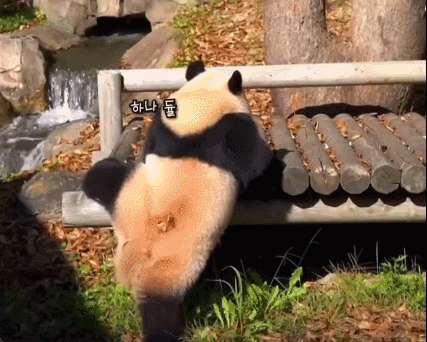 감자다리 후이바오🐼 | 인스티즈